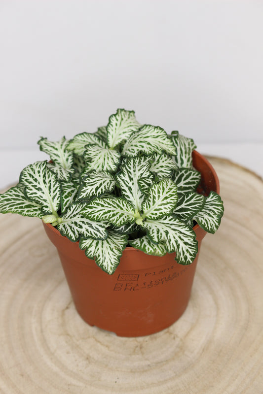 Fittonia Green