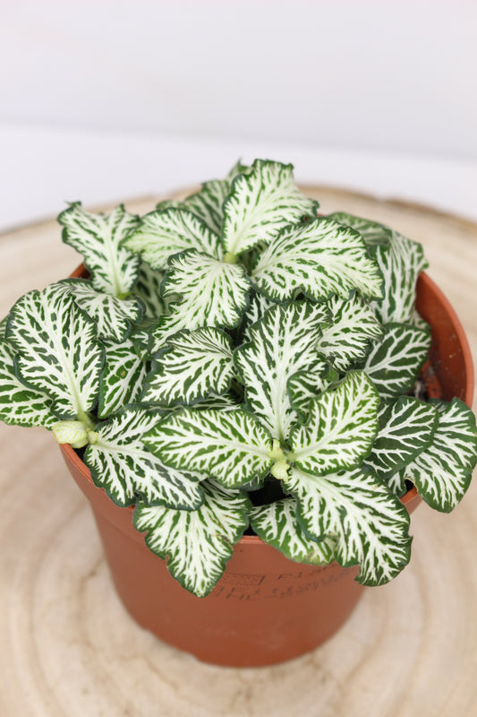 Fittonia Green