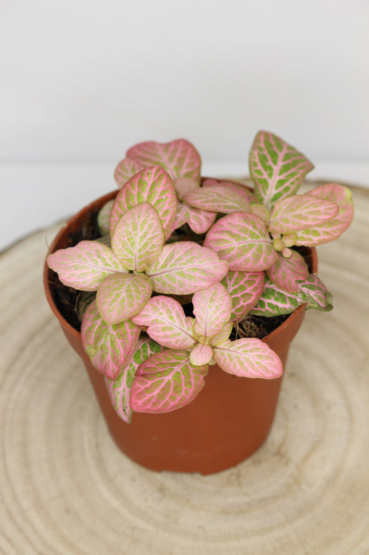 Fittonia Rosa Salmón