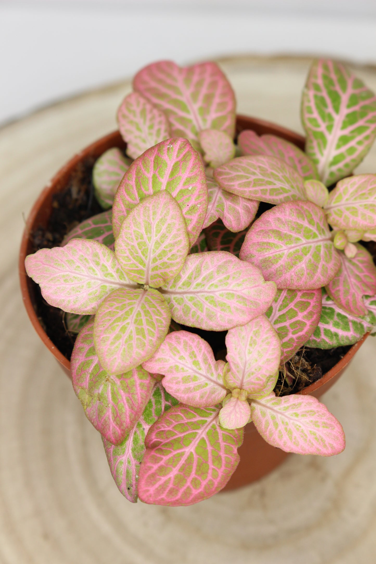 Fittonia Rosa Salmón