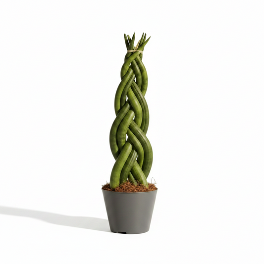 sanseveira cilindrica trenzada