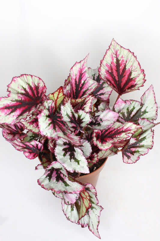 Begonia Rex Beleaf