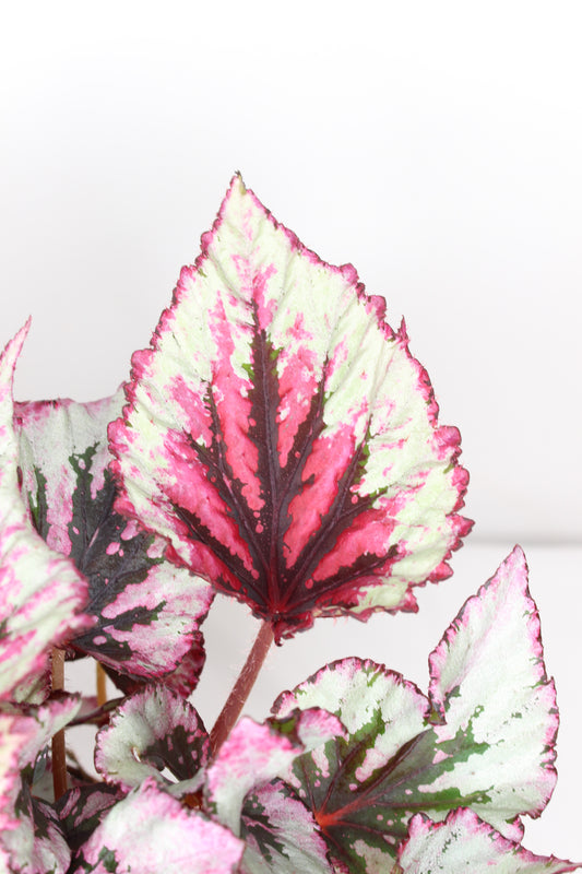 Begonia Rex Beleaf