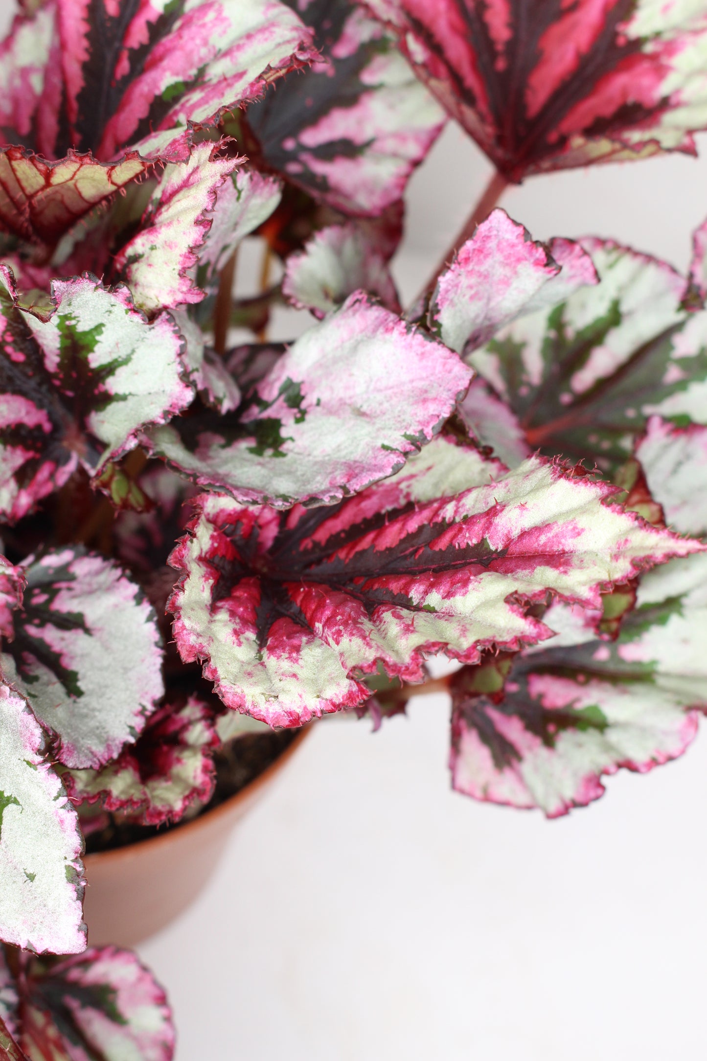 Begonia Rex Beleaf