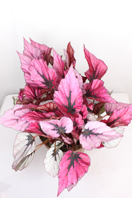 Begonia Rex Indian Summer