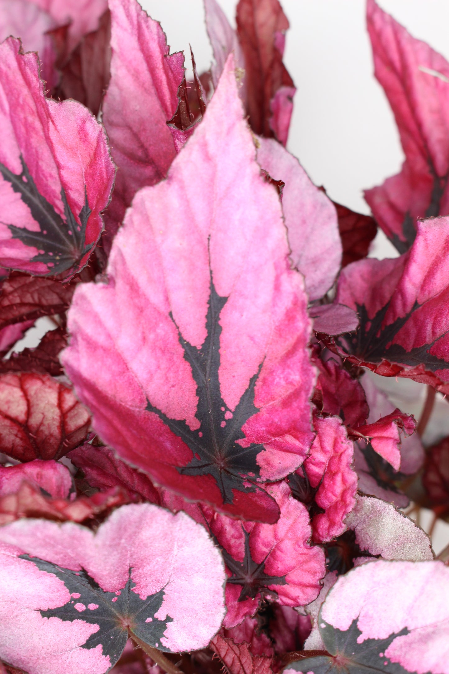 Begonia Rex Indian Summer