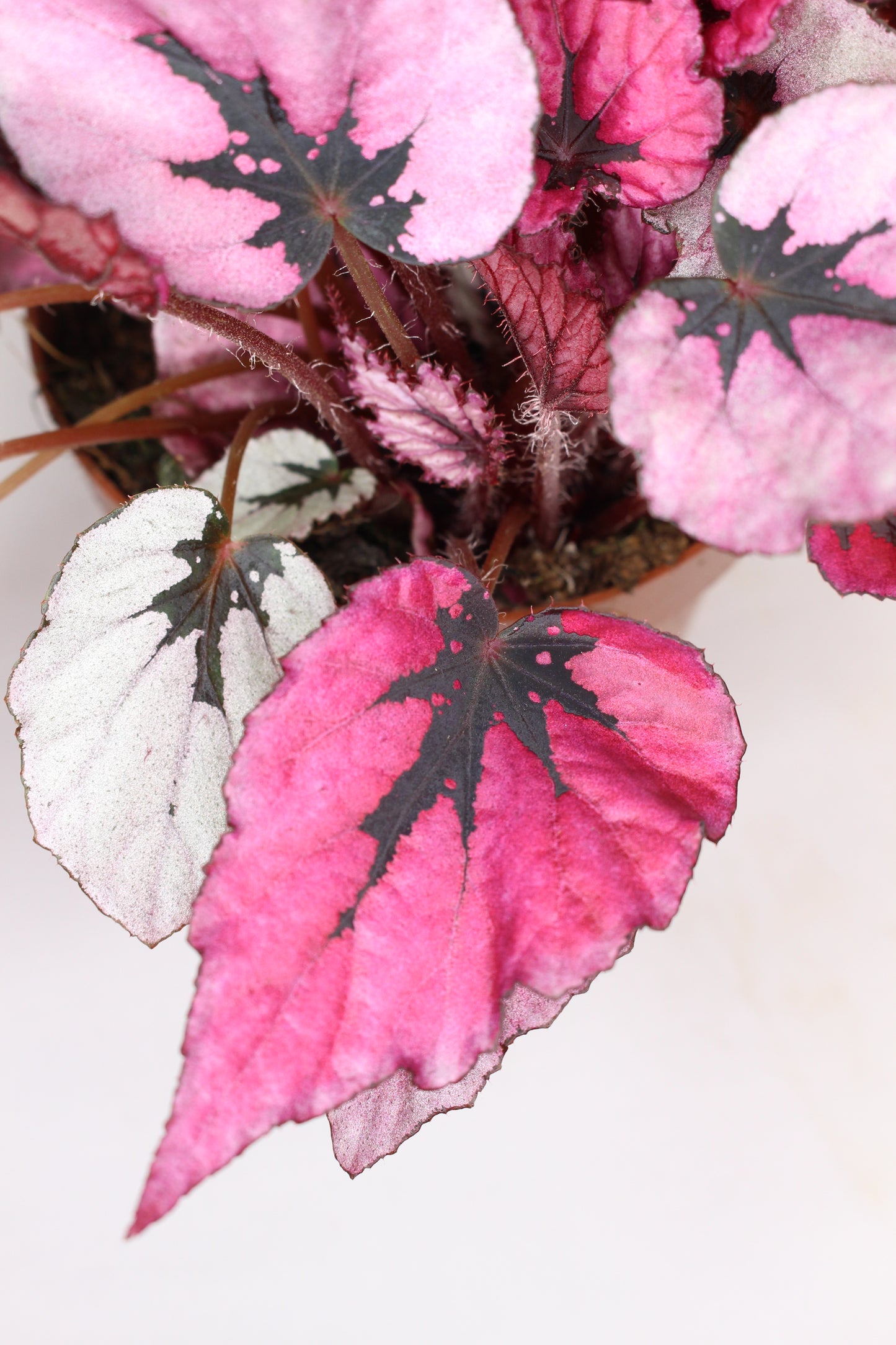 Begonia Rex Indian Summer