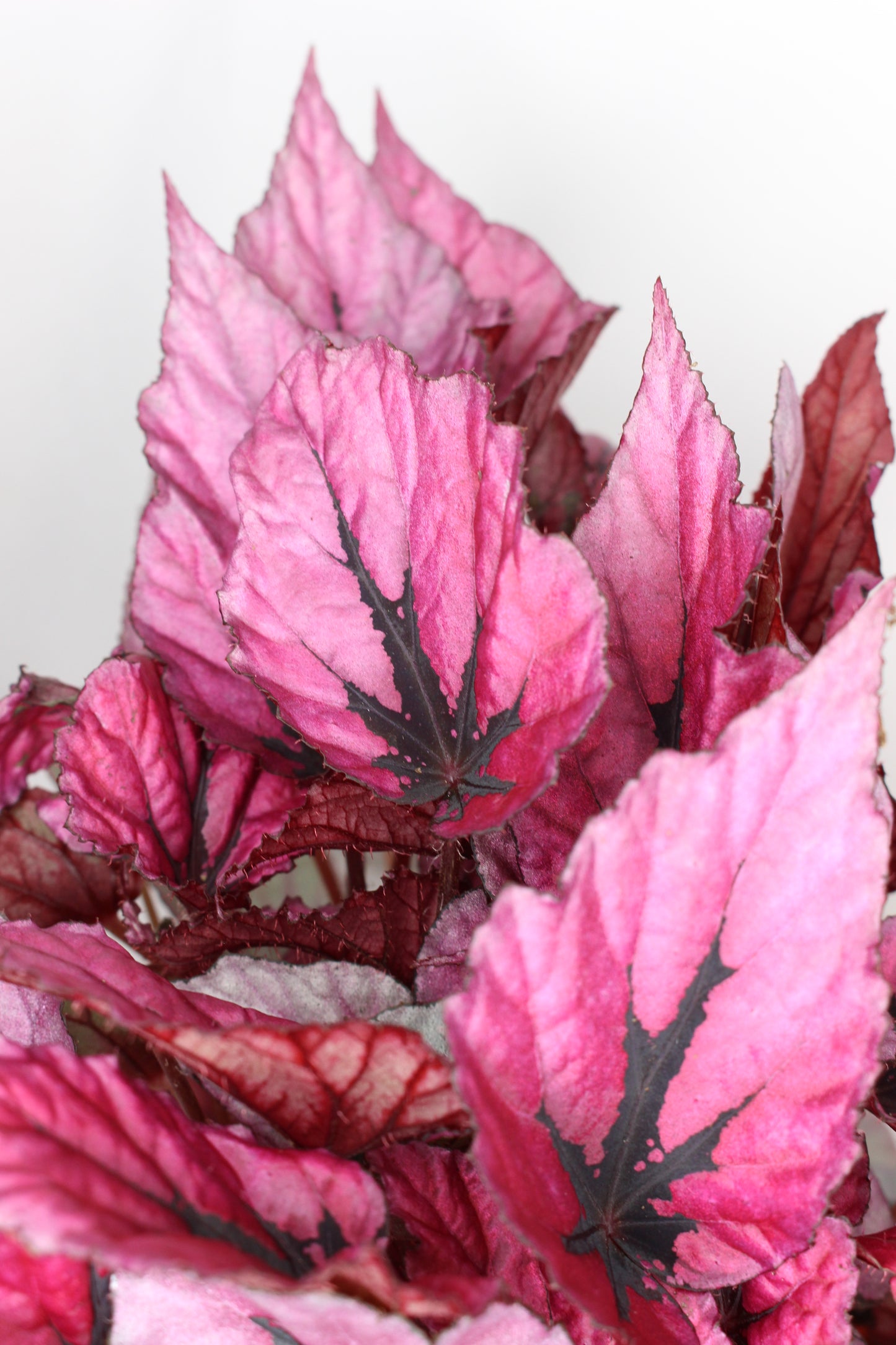 Begonia Rex Indian Summer