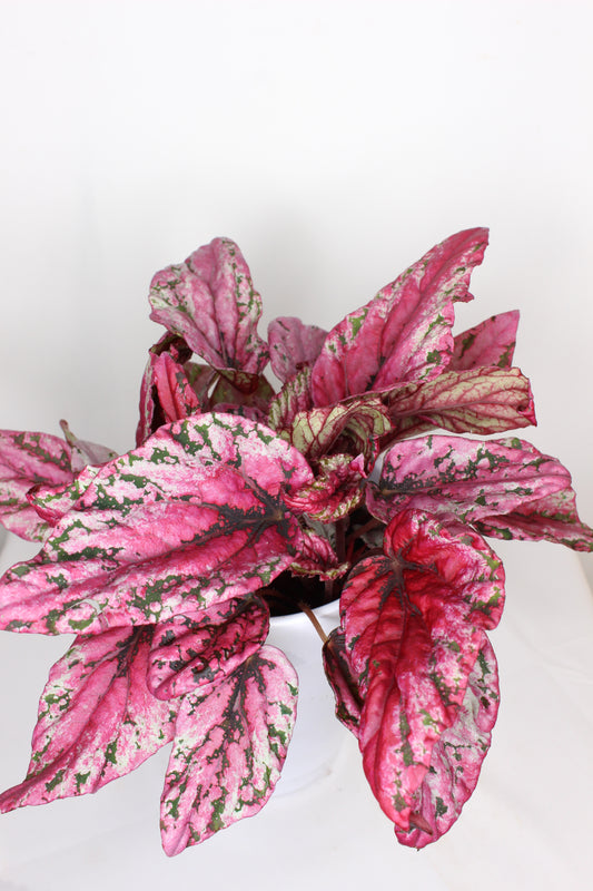 Begonia Rex Maui Sunset