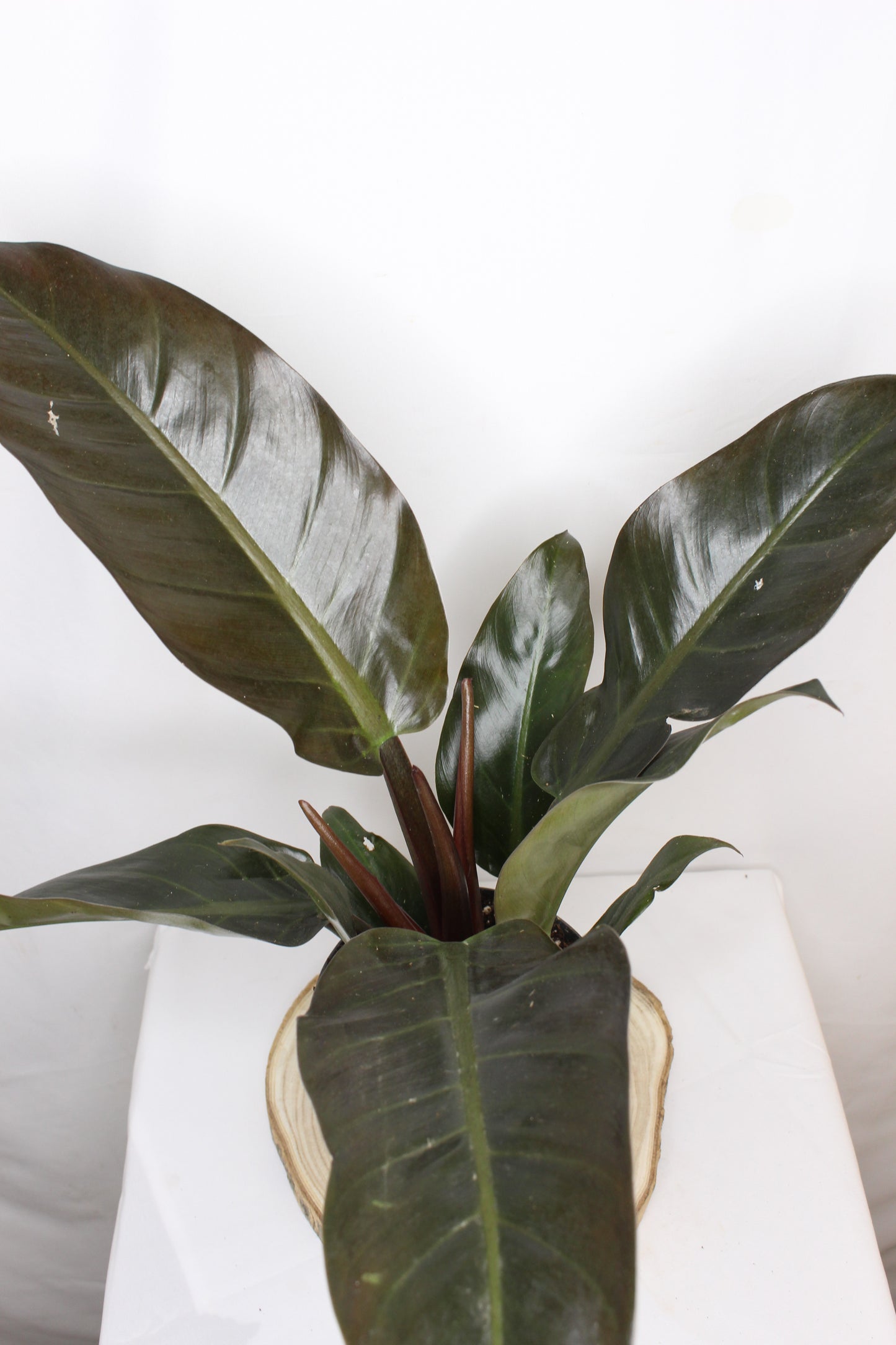 Philodendron Imperial Red