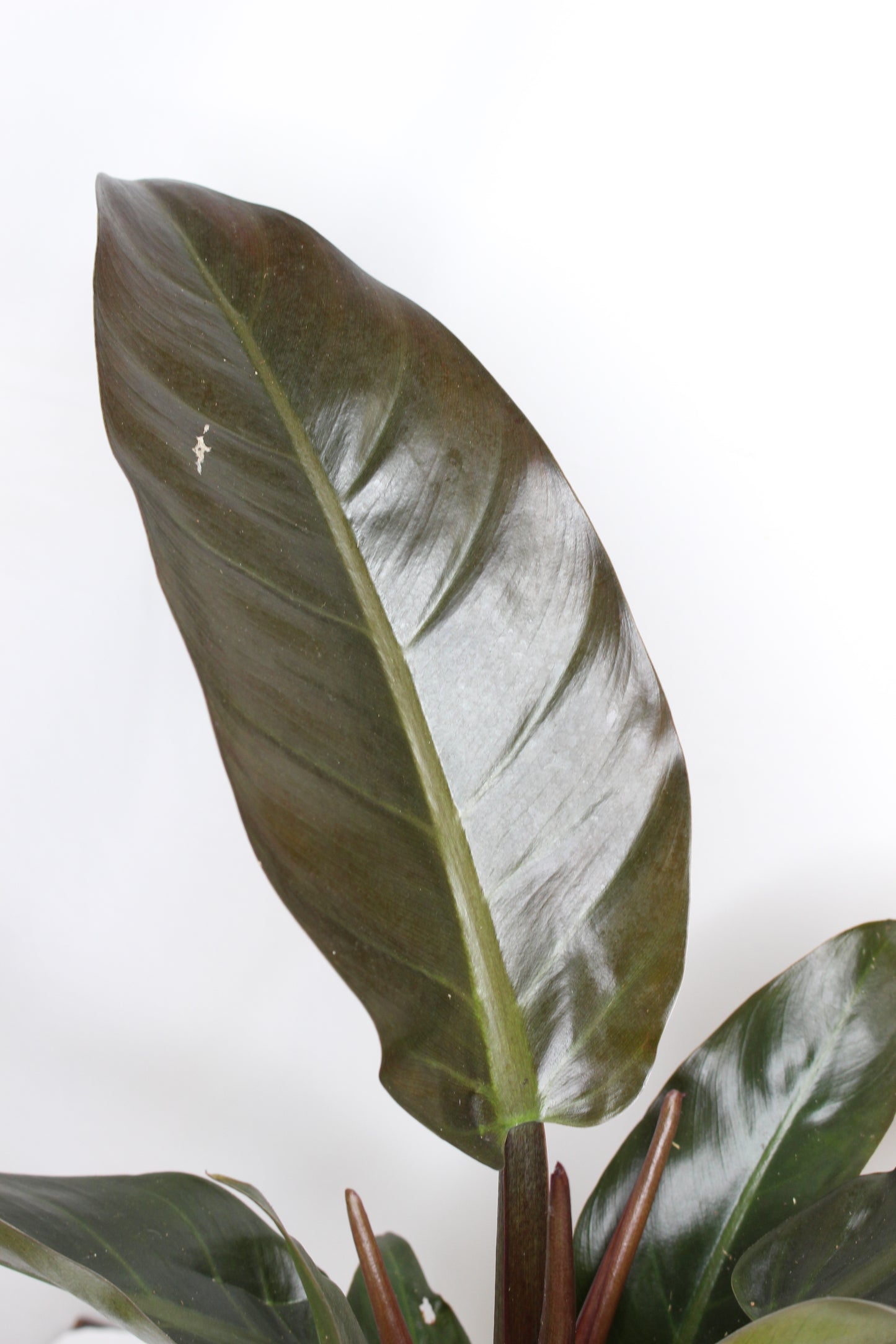 Philodendron Imperial Red