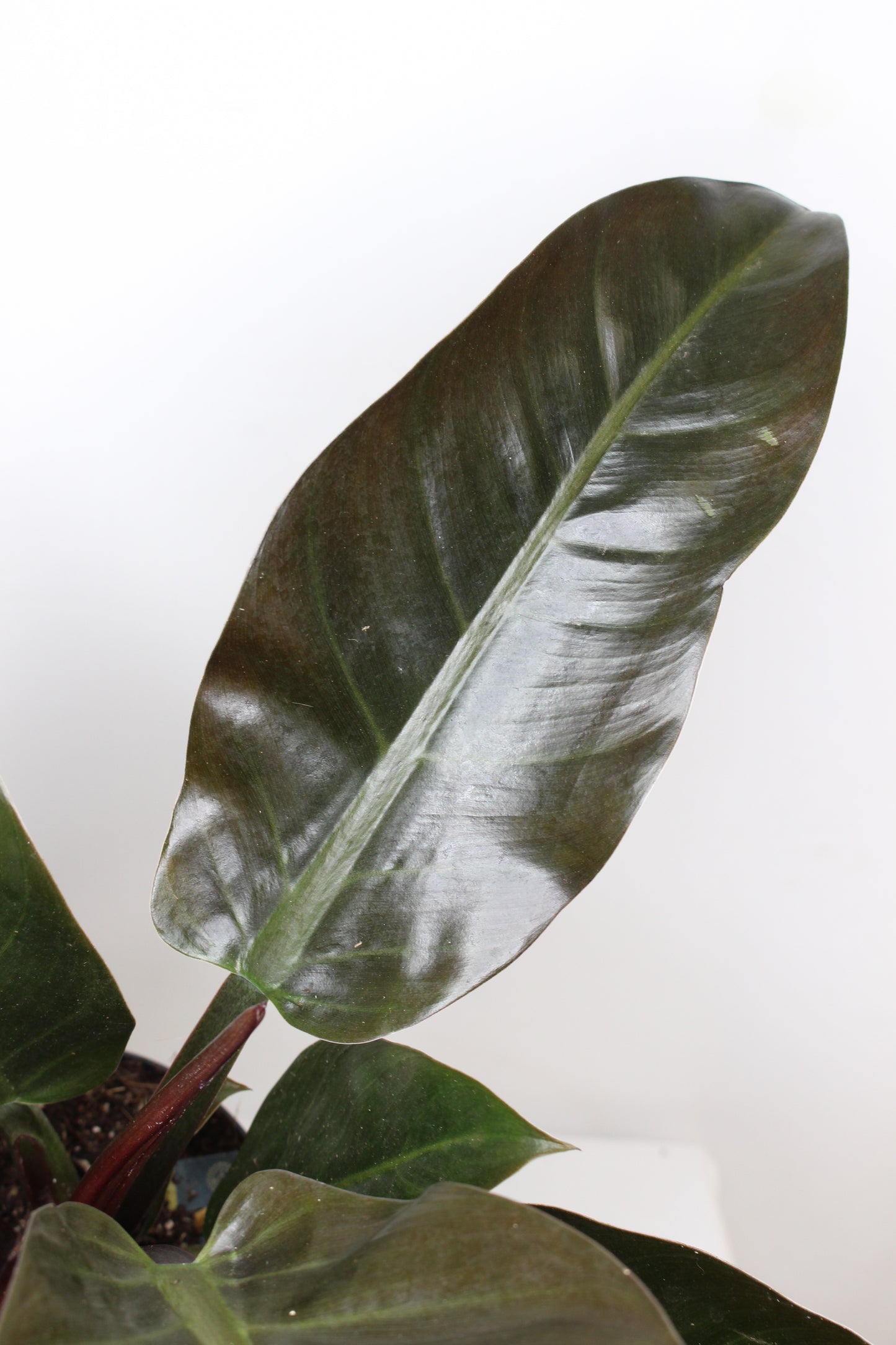 Philodendron Imperial Red
