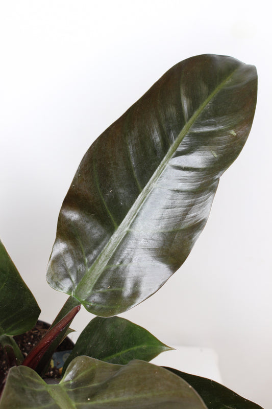 Philodendron Imperial Red