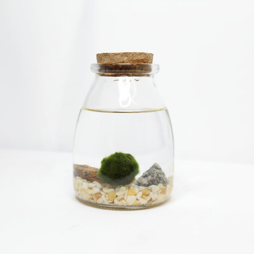 Marimo Luma – Vida, Luz y Armonía