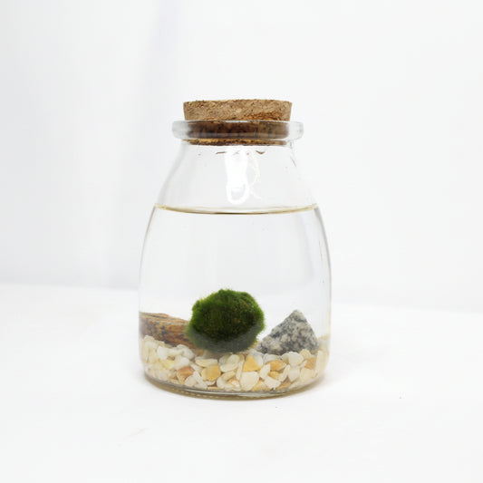 Marimo Luma – Vida, Luz y Armonía