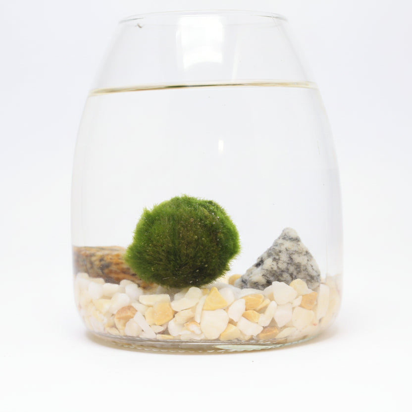 Marimo Luma – Vida, Luz y Armonía