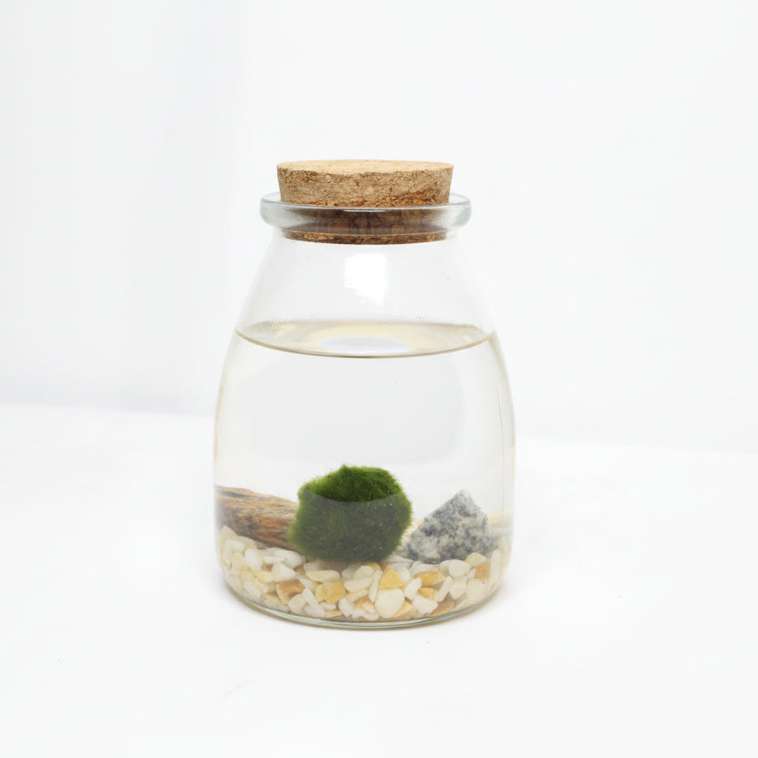 Marimo Luma – Vida, Luz y Armonía