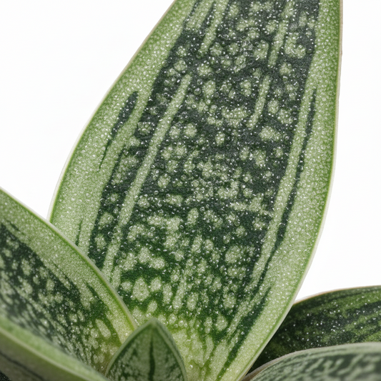 gasteria suculenta