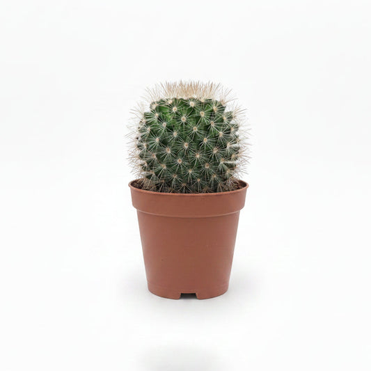 mammillaria zeilmanniana,