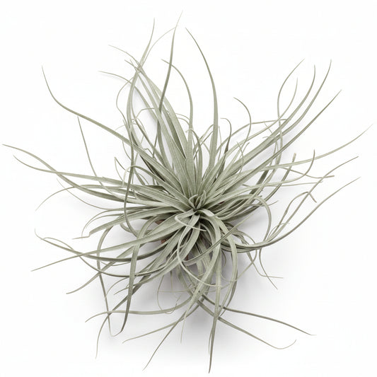 tillandsia velickiana xl