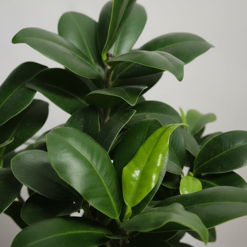 Bonsai ficus ginseng para decoración hogar