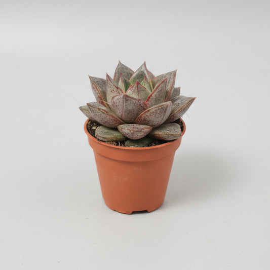 echeveria-purpusorum
