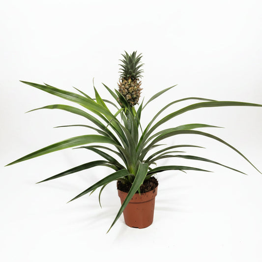 planta-tropical-ananas