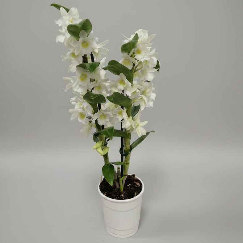 orquidea-dendrobium-2-varas