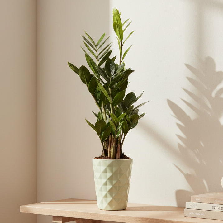 zamioculcas-zamiifolia