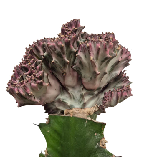 Euphorbia Lactea Cristata Variegada XL (Cactus de coral)