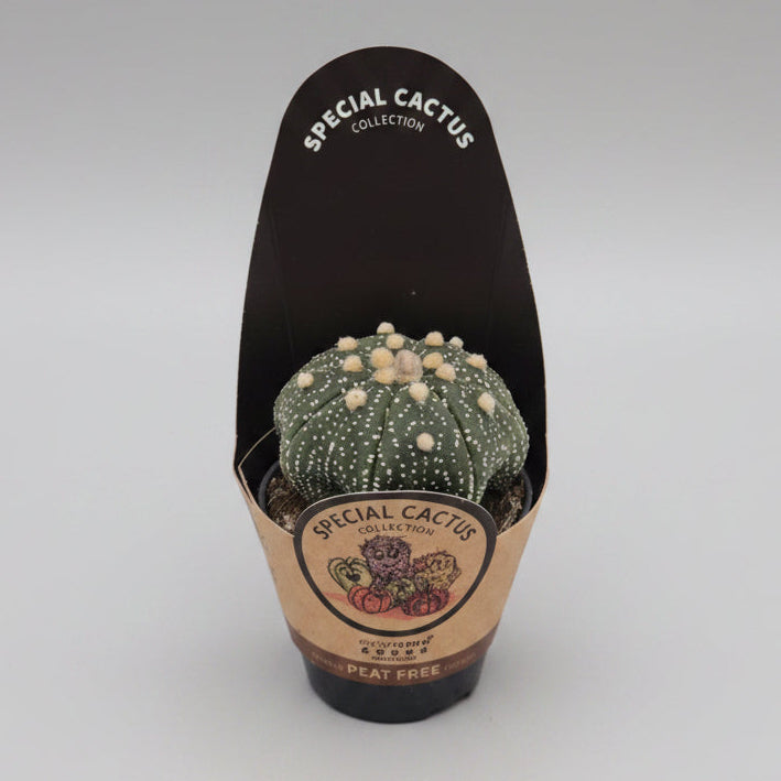 Astrophytum Asterias Superkabuto cactus raro de colección