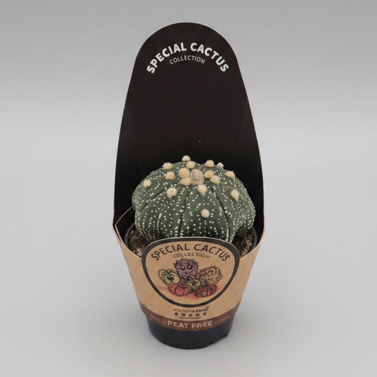 Astrophytum Asterias Superkabuto cactus raro de colección
