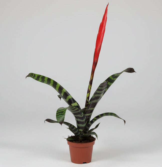 vriesea-splendens