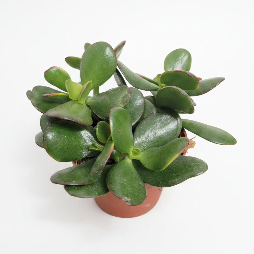 planta-jade-suculenta