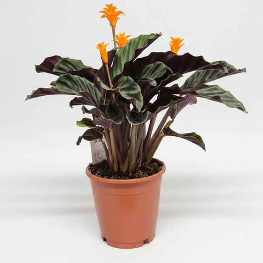 calathea-crocata-flor-naranja
