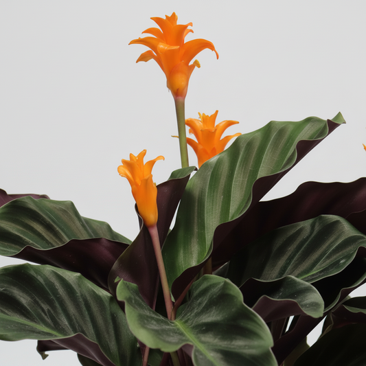 planta-calathea-interior
