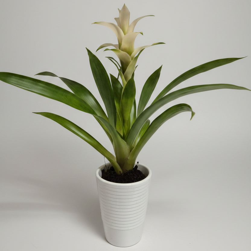bromelia-guzmania-macetero-blanco