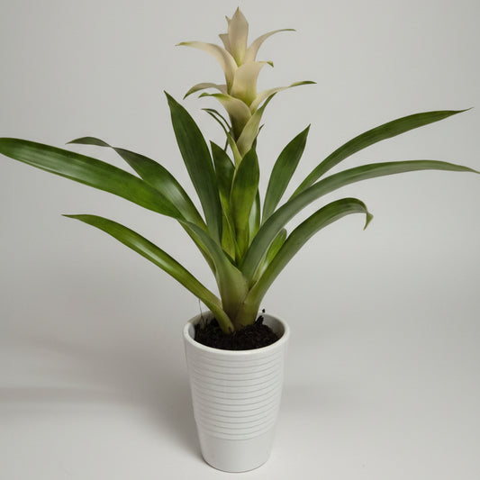 bromelia-guzmania-macetero-blanco