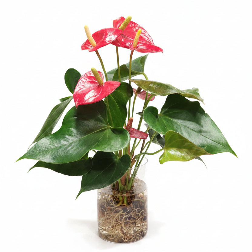 hidroponia anthurium rojo