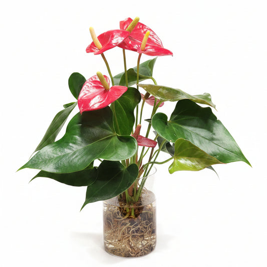 hidroponia anthurium rojo