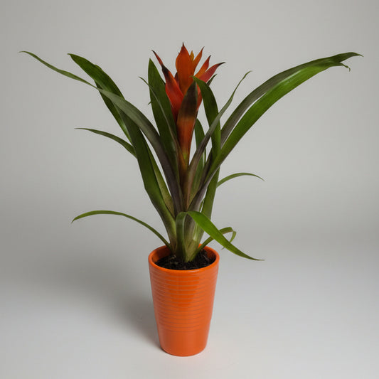 bromelia-guzmania-macetero-naranja