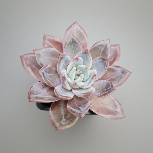 echeveria-champagne-korea