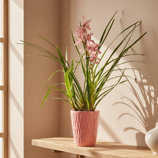 cymbidium-orquidea-rosa