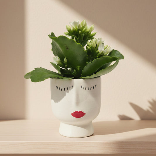 Macetero Diva - 6 cm