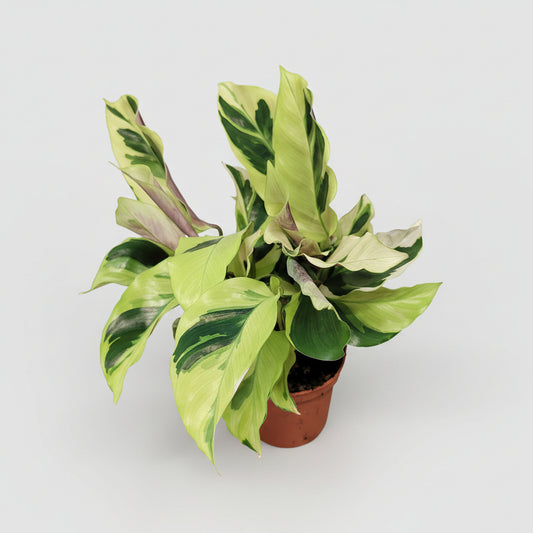 Calathea Fusion Yellow Mini