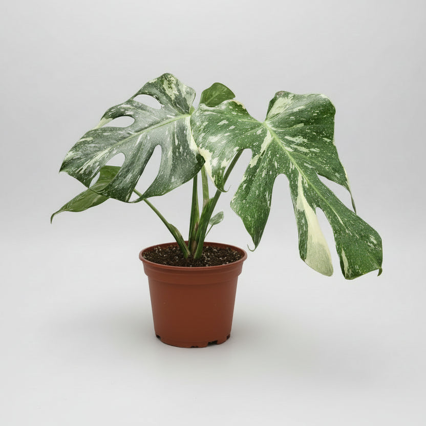 Monstera Thai Constellation
