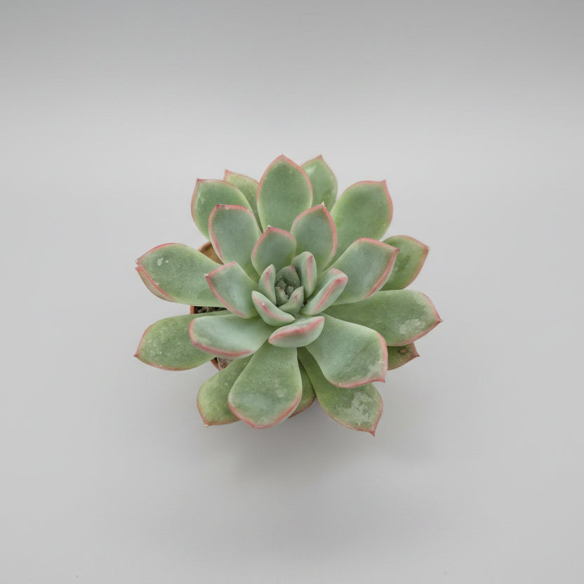 echeveria-pulidonis