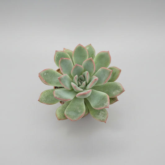 echeveria-pulidonis