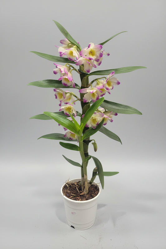 orquidea-dendrobium-fucsia-amarillo-planta-tropical