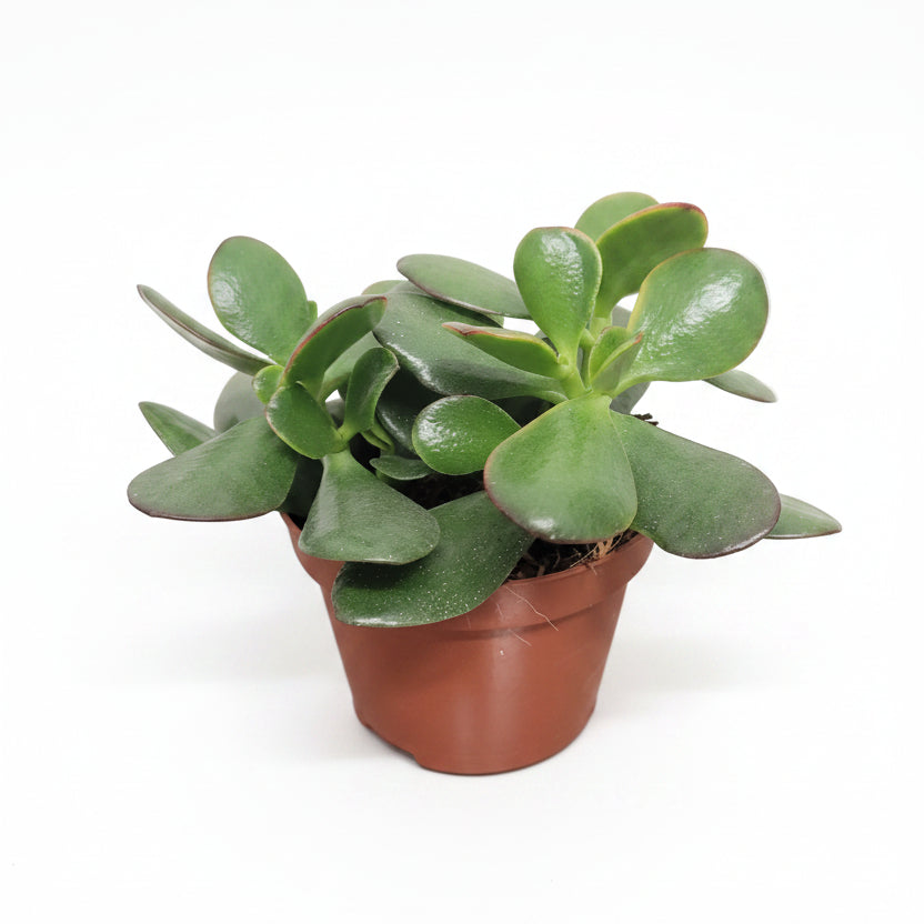 crassula-ovata-arbol-de-jade